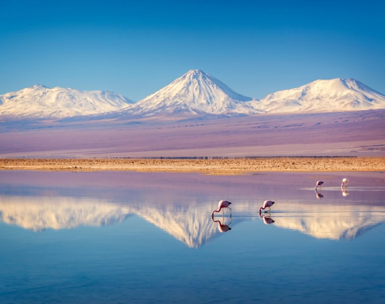 Einige Flamingos stehen in einem flachen See in der Atacama-Wüste. Am Horizont ragen die schneebedeckten Gipfel der Anden auf. Das Ufer des Sees liegt horizontal in der Mitte des Bilds, sodass die Berge sich mittig im See spiegeln.