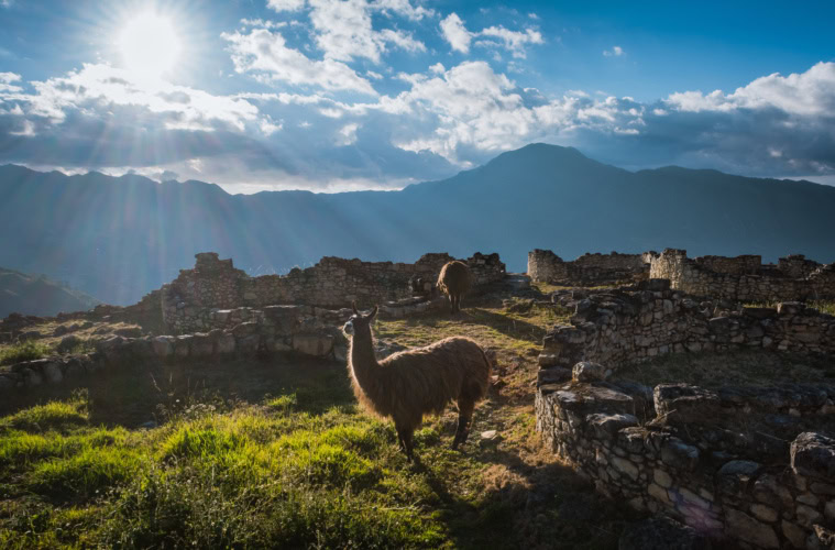 Lamas in der Festung Kuélap.