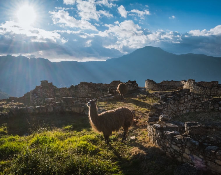 Lamas in der Festung Kuélap.