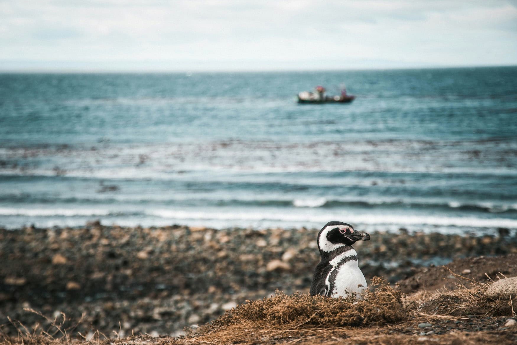 Magellanpinguin in Patagonien