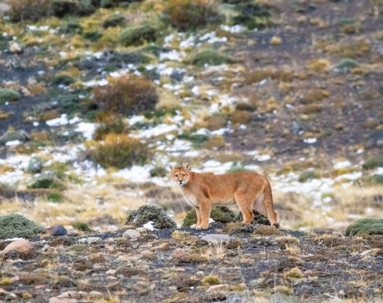 Puma im Torres-del-Paine-Nationalpark in Patagonien