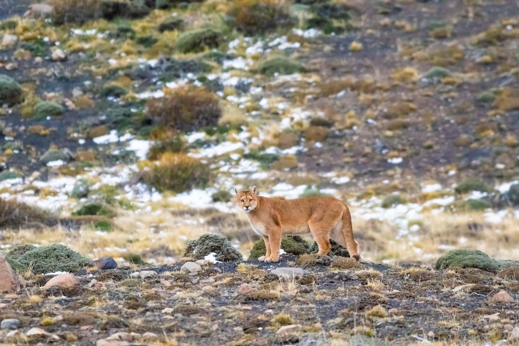 Wildtiere-in-Chile-Flamingos-Pumas-und-Pinguine-zwischen-W-ste-und-Patagonien