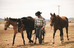 Cowboy führt drei Pferde über ein Ranchgelände in Texas.