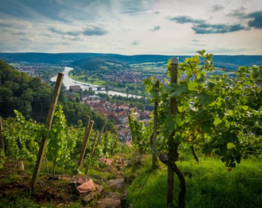 Blick von oben auf einen schmalen Pfad, der durch einen Weinberg hinab ins Maintal führt. Im Tal selbst sind mehrere Ortschaften mit zahlreichen roten Dächern sichtbar.