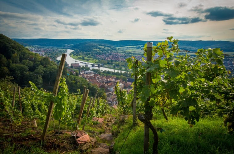 Blick von oben auf einen schmalen Pfad, der durch einen Weinberg hinab ins Maintal führt. Im Tal selbst sind mehrere Ortschaften mit zahlreichen roten Dächern sichtbar.