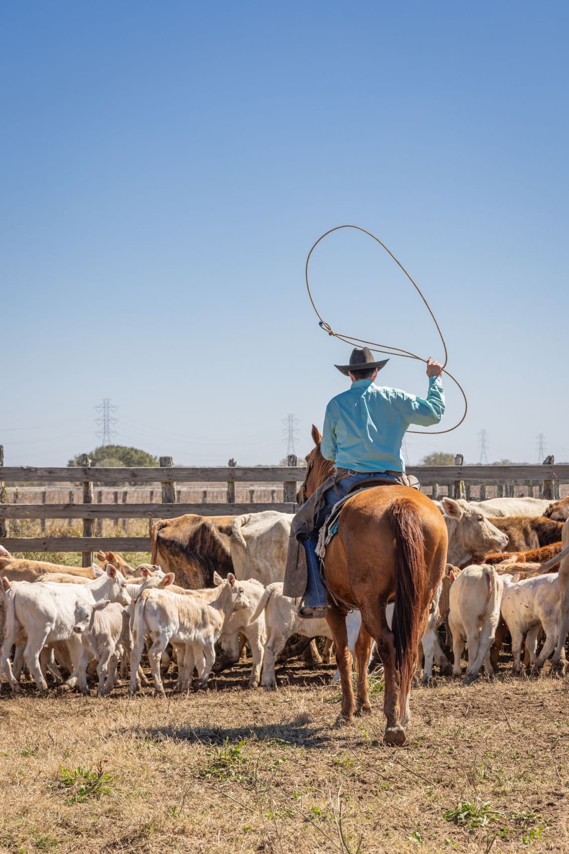 Ein Cowboy treibt auf einer Ranch in Texas mit einem Lasso eine Rinderherde zusammen.
