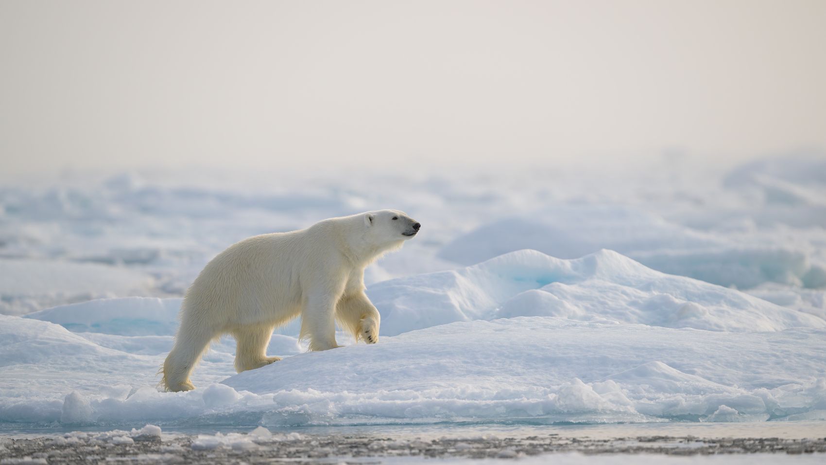 Eisbär läuft über eine Eisscholle vor der Küste Spitzbergens in der Arktis.