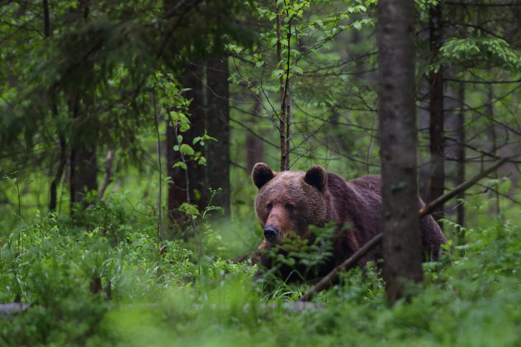 Ein Braunbär streift durch das Dickicht eines grünen Walds.