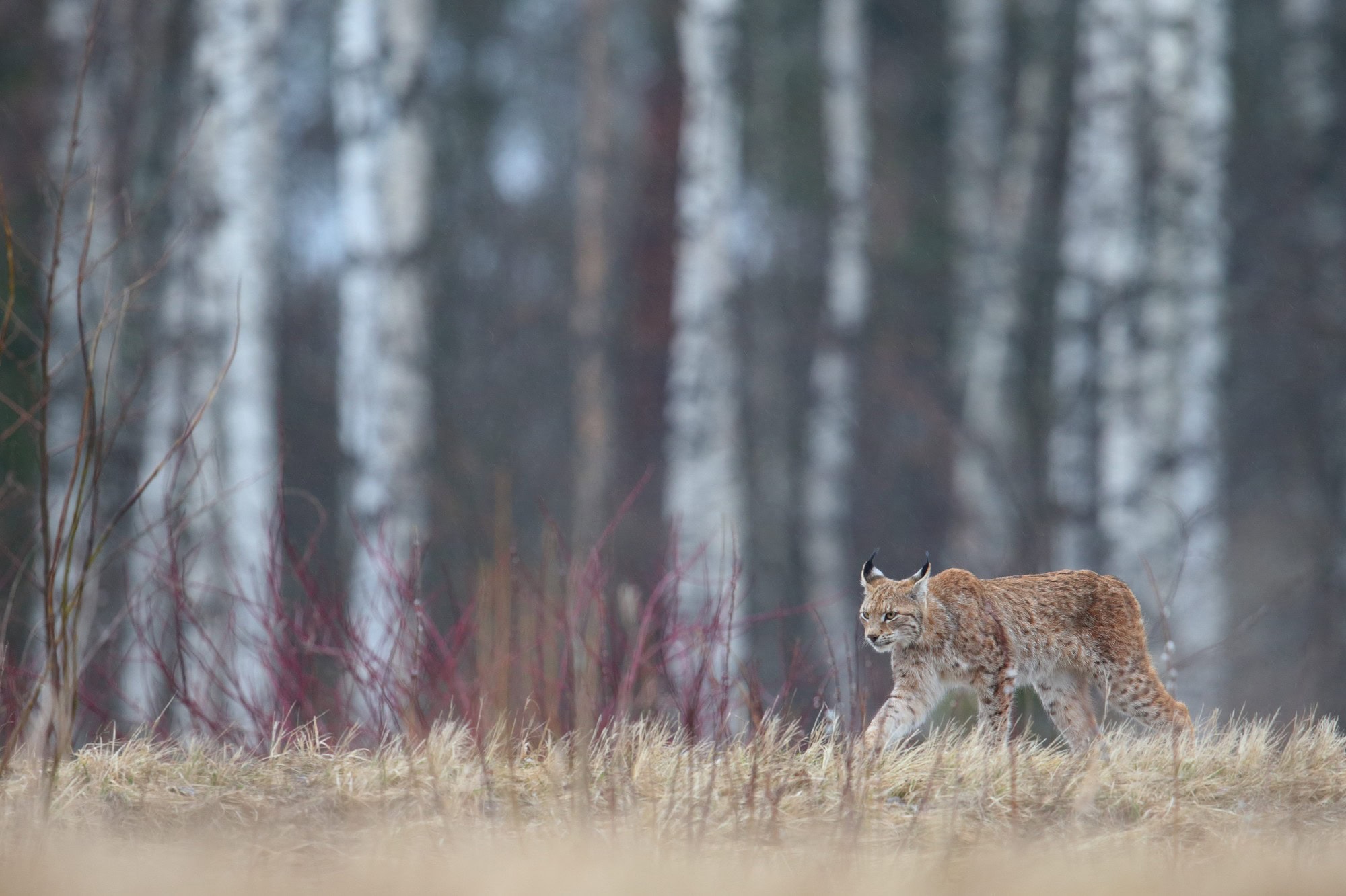 Ein einzelner Luchs streift über eine Ebene vor einem herbstlichen Wald.
