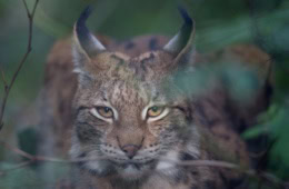 Ein Luchs in Nahaufnahme schaut genau in die Kamera.