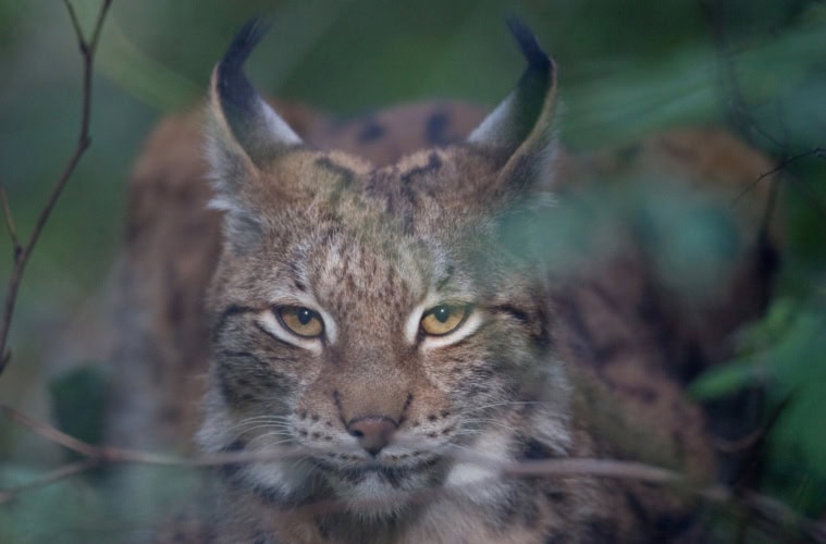Ein Luchs in Nahaufnahme schaut genau in die Kamera.