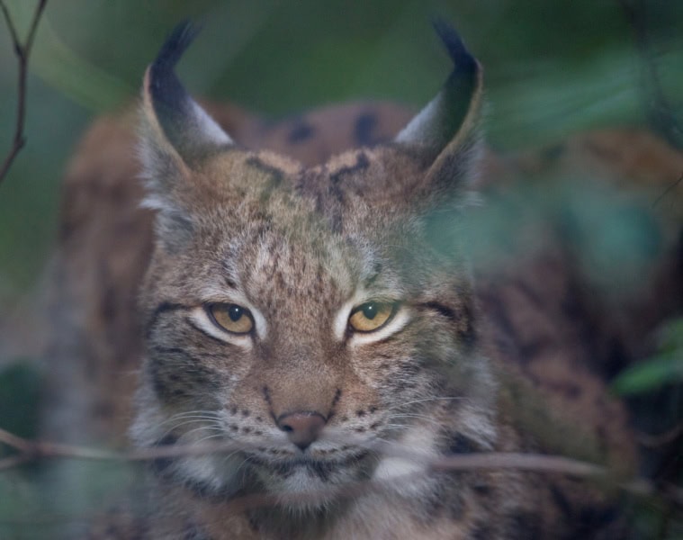 Ein Luchs in Nahaufnahme schaut genau in die Kamera.