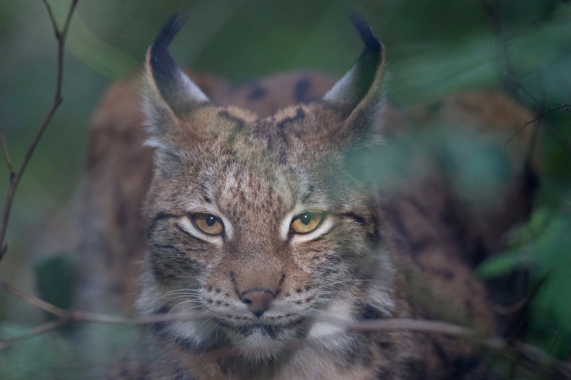 Von-B-ren-und-Flugh-rnchen-Diese-Tiere-wuseln-durch-Estland