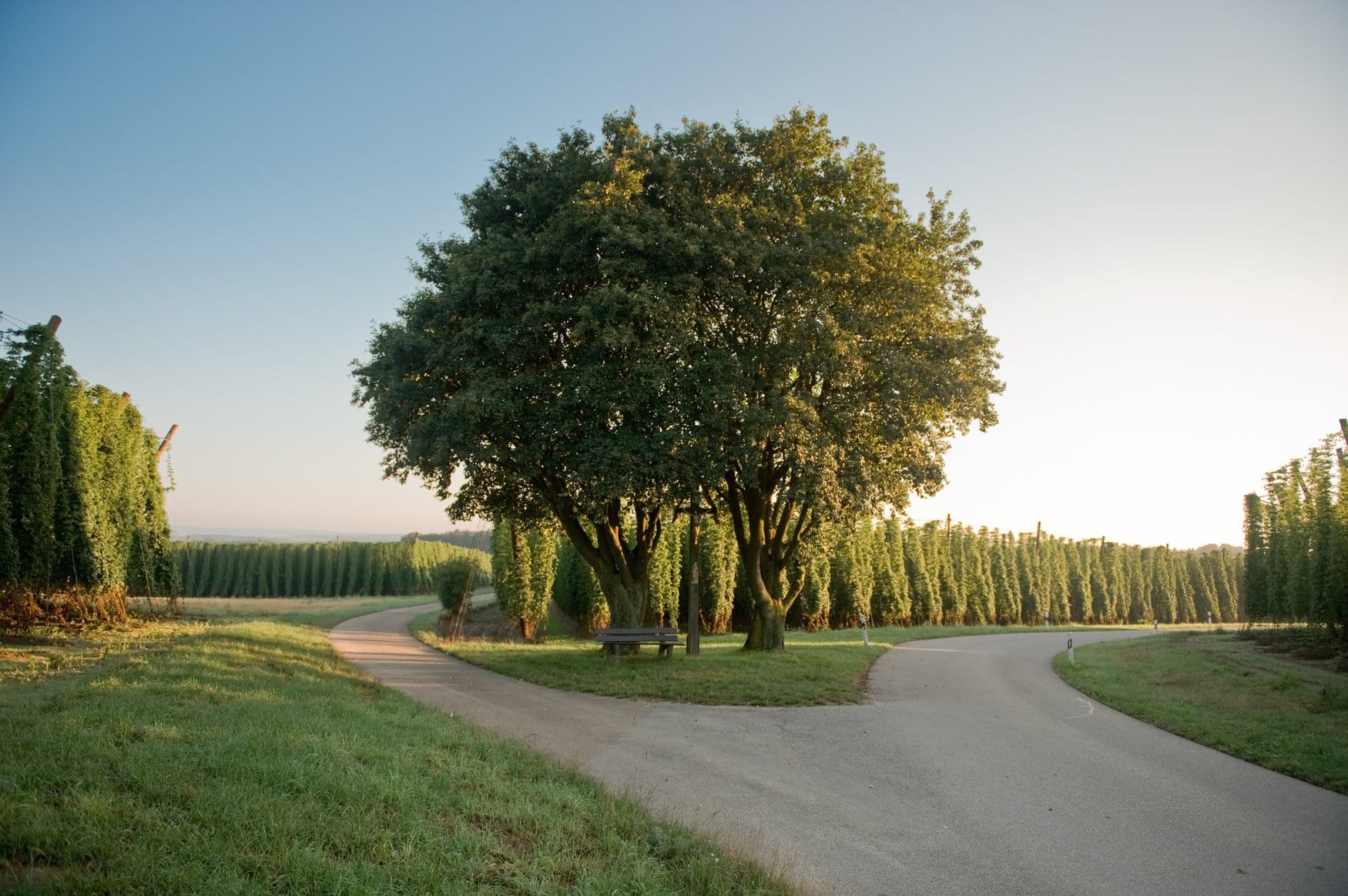 Wegkreuzung zwischen Hopfengärten in der Hallertau im goldenen Abendlicht, in der Mitte eine Sitzbank unter einem großen Laubbaum, dessen Stämme von Hopfenranken umschlungen werden.
