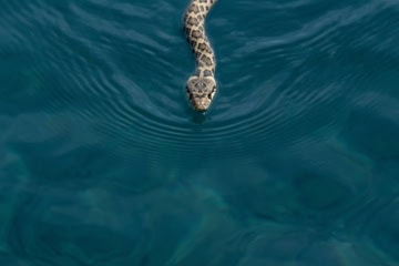 Hufeisennatter auf Ibiza schwimmend