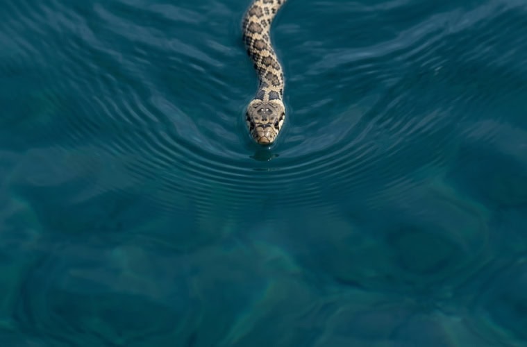 Hufeisennatter auf Ibiza schwimmend