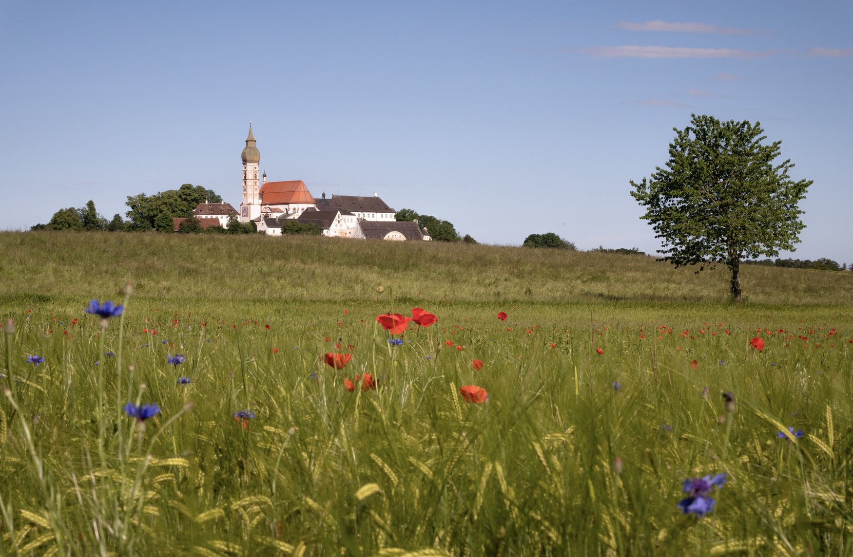 Blick über eine Wiese mit roten Mohnblumen und blauen Kornblumen auf das Kloster Andechs mit seinem barocken Kirchturm auf dem Hügel.