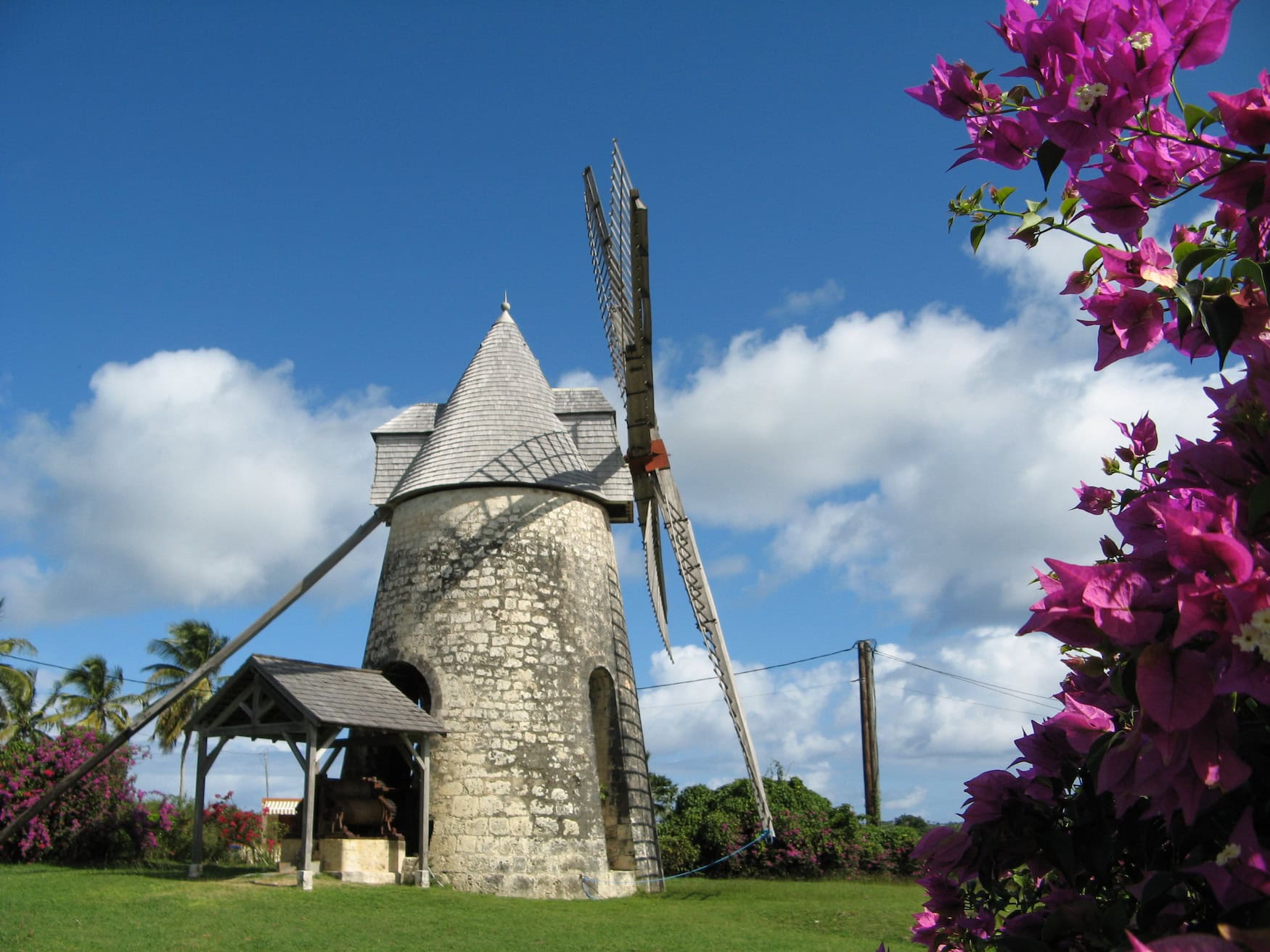 Historische Steinwindmühle auf Marie-Galante, Guadeloupe, umgeben von lila Bougainvillea-Blüten unter blauem Karibik-Himmel