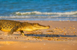 Ein Salzwasserkrokodil am Strand.