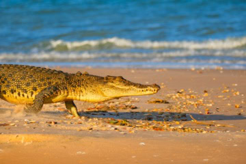 Ein Salzwasserkrokodil am Strand.