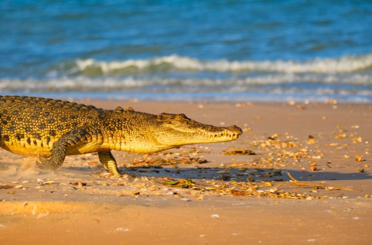 Ein Salzwasserkrokodil am Strand.