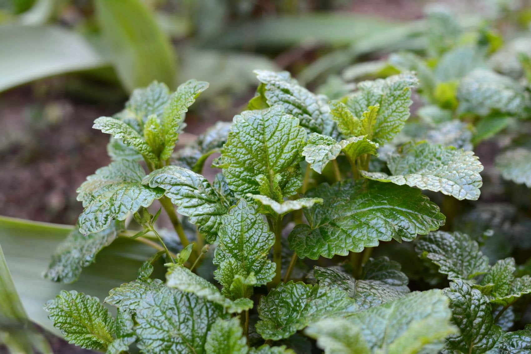 Zitronenmelisse mit mit üppigen grünen Blättern im erhöhten Gartenbeet. 
