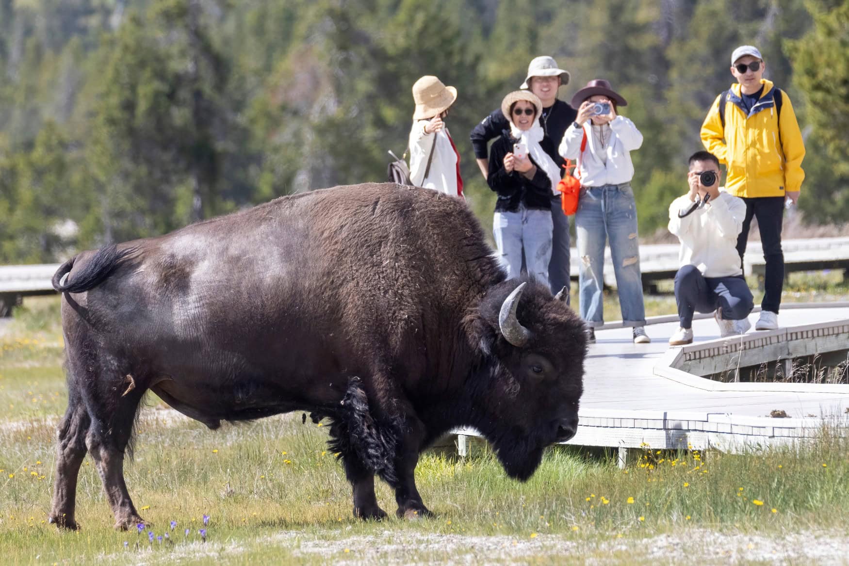 Ein Bison im Yellowstone-Nationalpark; im Hintergrund stehen mehrere Menschen mit etwas Abstand und fotografieren das Tier.