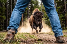 KI-Illustration eines Bisons, das auf einen Mann zustürmt