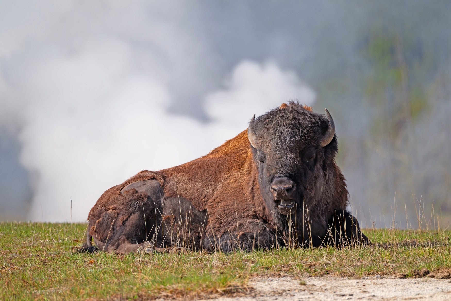 Ein liegender Bison im Yellowstone-Nationalpark