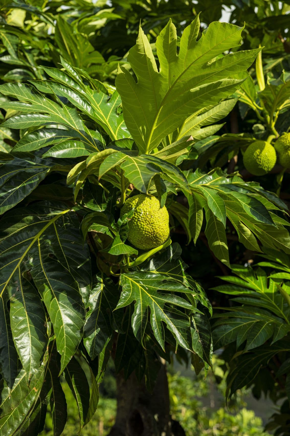 Brotfrucht wächst an einem Baum auf Tahiti. Die großen grünen Früchte zählen seit Jahrhunderten zu den wichtigsten Grundnahrungsmitteln Polynesiens.