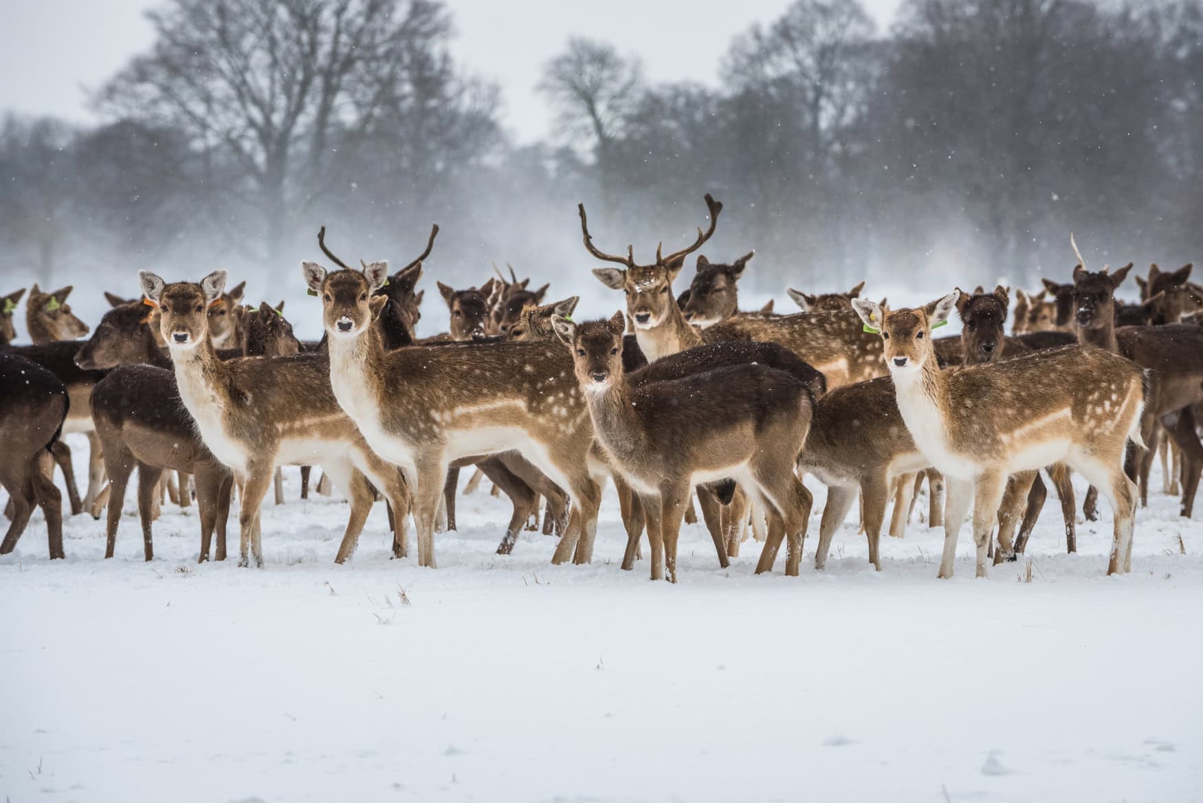 Eine große Herde Damhirsche steht im verschneiten Phoenix Park in Dublin. Bei leichtem Schneefall blicken mehrere Tiere in Richtung Kamera, im Hintergrund stehen kahle Bäume.