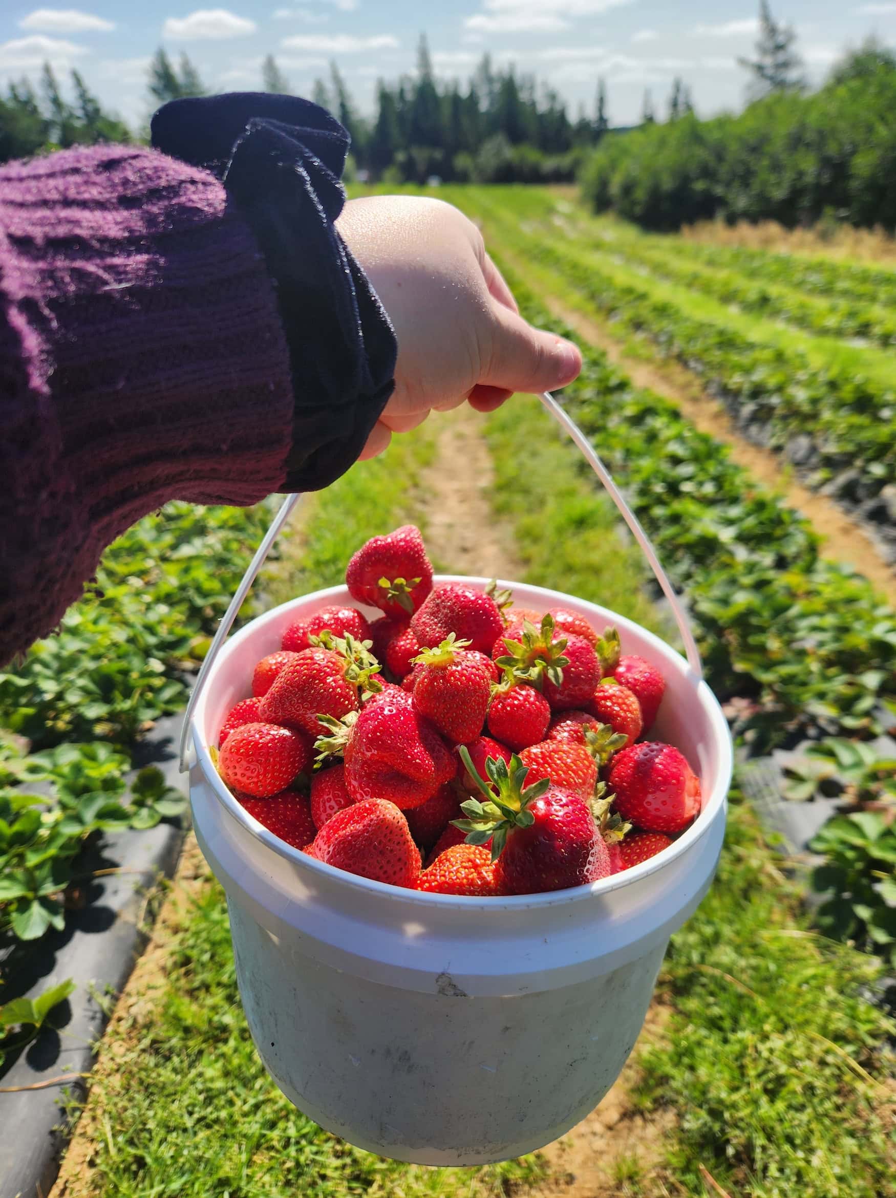 Hand hält einen Eimer voller frisch gepflückter Erdbeeren über einem Erdbeerfeld mit Reihen und Nadelwald im Hintergrund