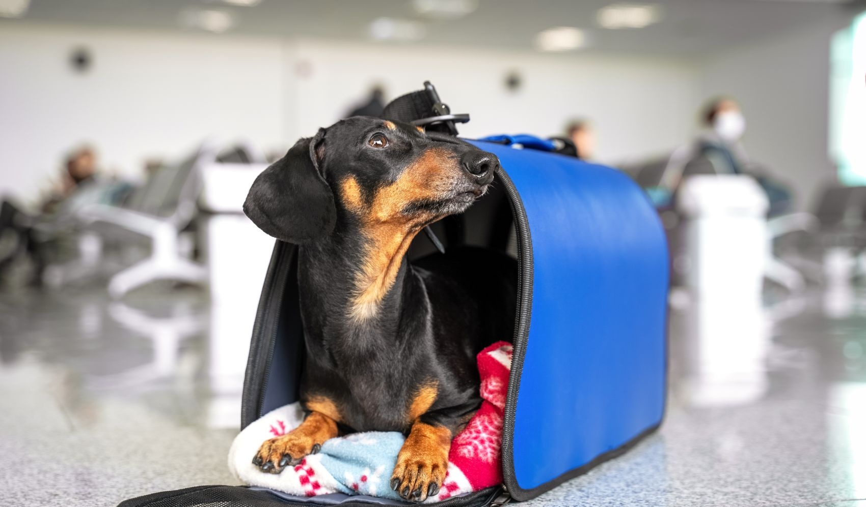 Ein kleiner Hund sitzt in einer Transporttasche im Wartebereich eines Flughafens.