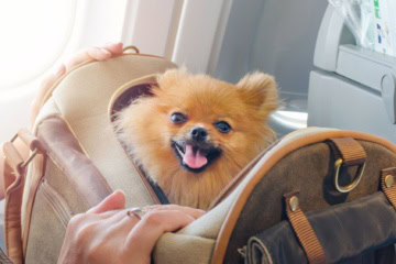 Ein kleiner Hund sitzt während eines Fluges in einer Transporttasche in der Flugzeugkabine.