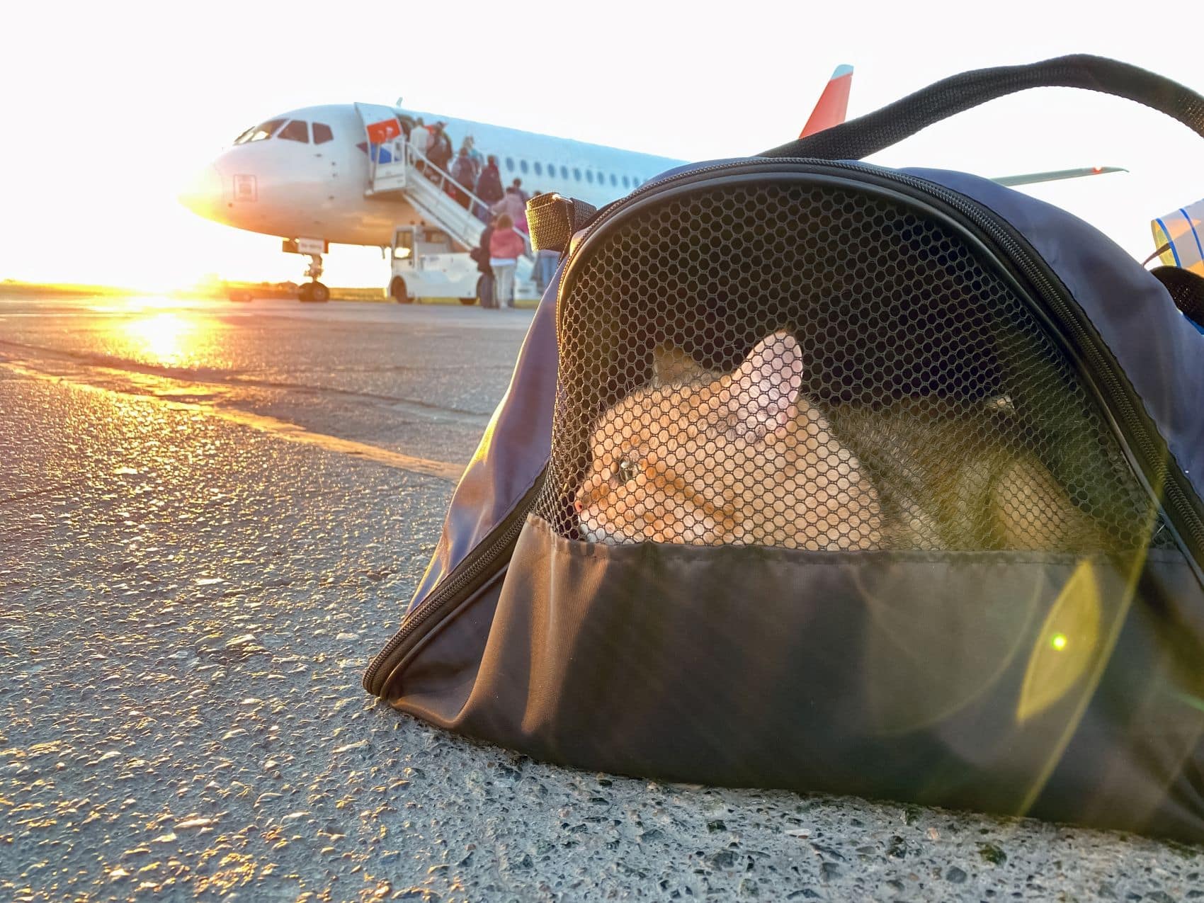 Eine Katze sitzt in einer Transporttasche vor einem Passagierflugzeug auf dem Rollfeld.