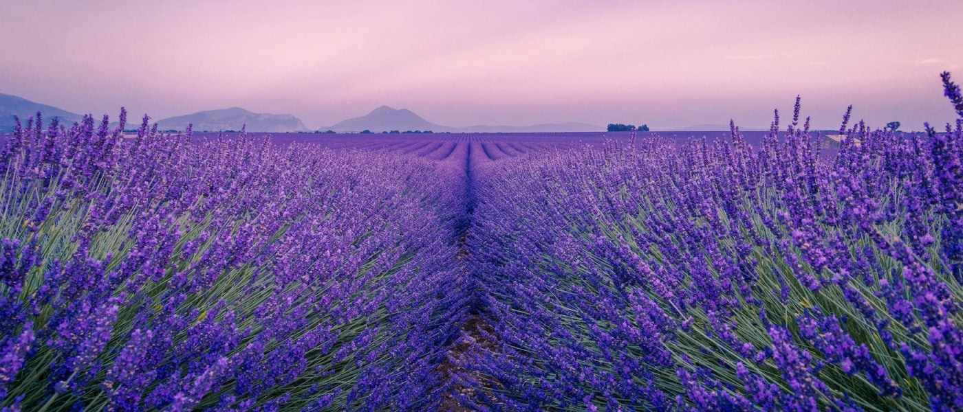 Violett blühende Lavendelfelder auf dem Plateau de Valensole in der Provence im Abendlicht