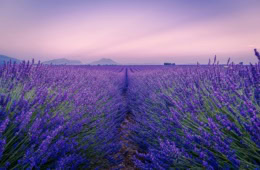 Violett blühende Lavendelfelder auf dem Plateau de Valensole in der Provence im Abendlicht