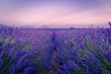 Violett blühende Lavendelfelder auf dem Plateau de Valensole in der Provence im Abendlicht