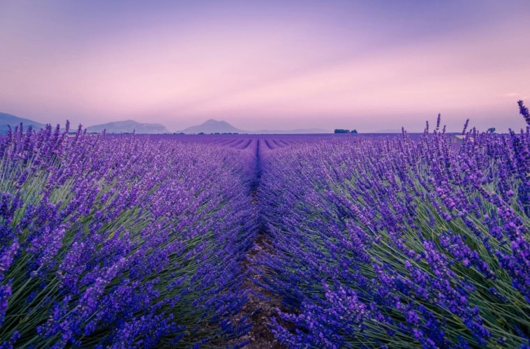 Violett blühende Lavendelfelder auf dem Plateau de Valensole in der Provence im Abendlicht
