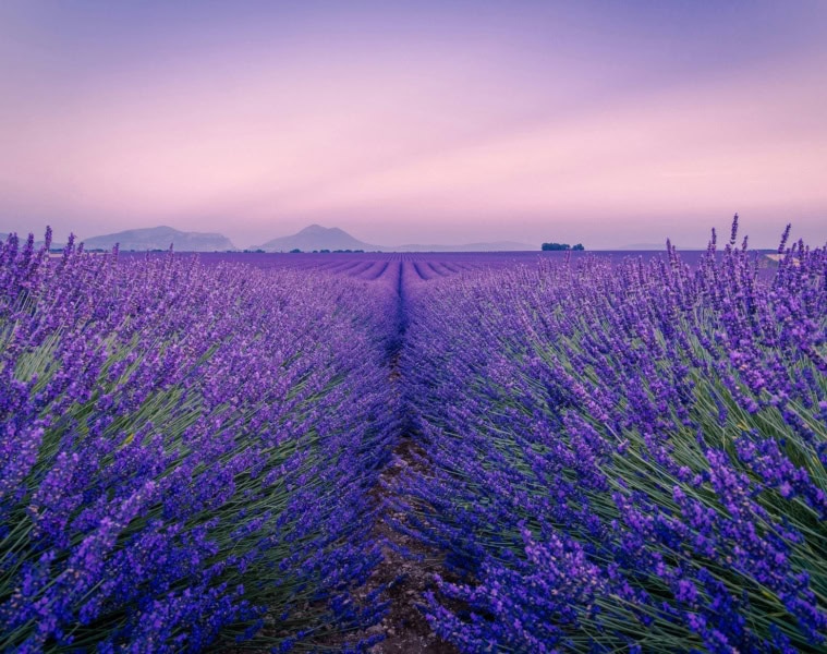 Violett blühende Lavendelfelder auf dem Plateau de Valensole in der Provence im Abendlicht