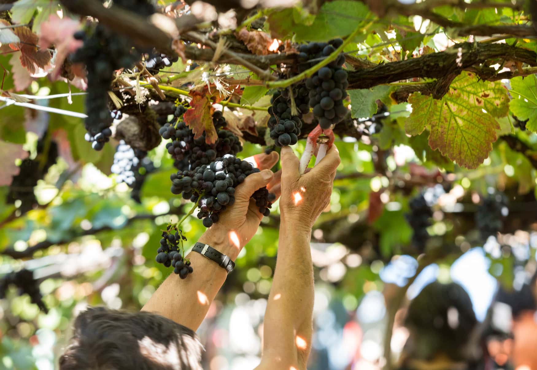 Hände ernten beim Madeira Wine Festival in Câmara de Lobos reife dunkle Trauben von der Rebe