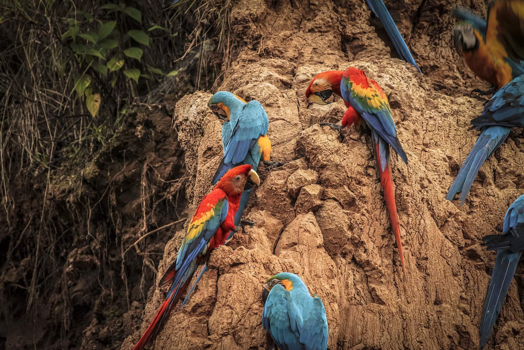 Rote und blaue Aras an einer Lehmlecke im Tambopata-Nationalreservat