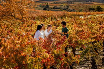 Menschen spazieren durch herbstlich gefärbte Weinberge in der spanischen Rioja.