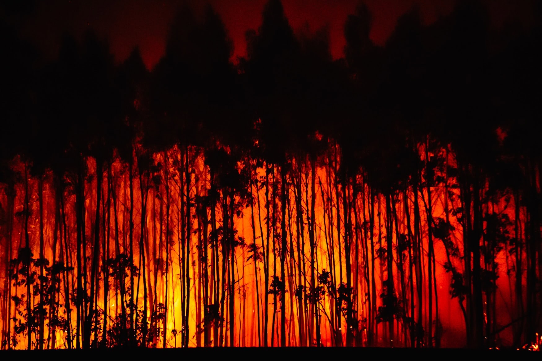 Eine Feuerwand hinter einem Wald.