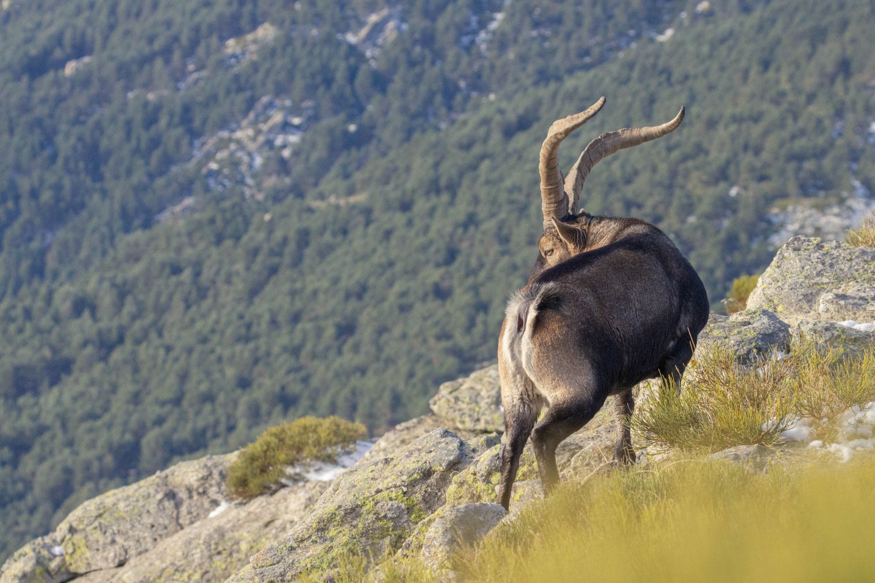 Alpensteinbock steht auf einem felsigen Hang oberhalb der Wälder rund um den Mont Blanc.