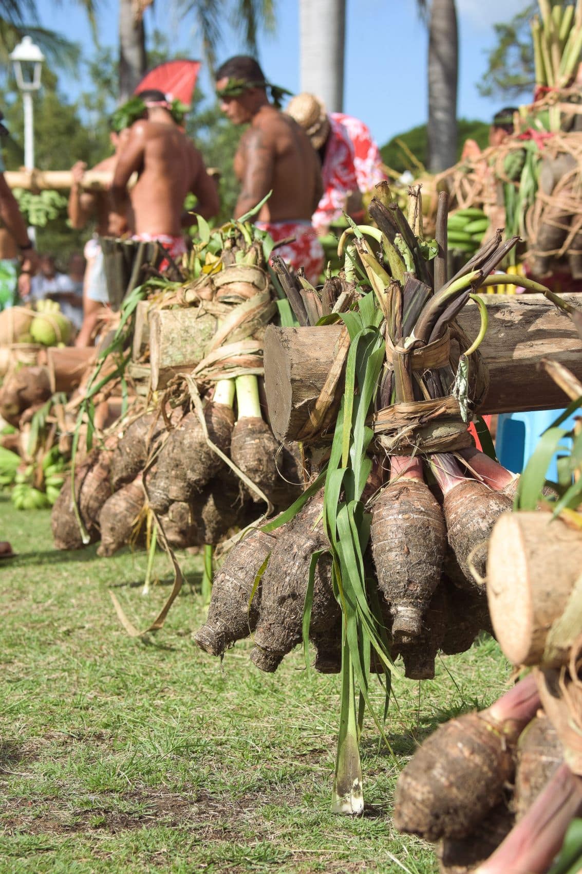 Frisch geerntete Taroknollen bei einer traditionellen Veranstaltung auf Tahiti. Im Hintergrund sind Menschen in polynesischer Kleidung zu sehen.
