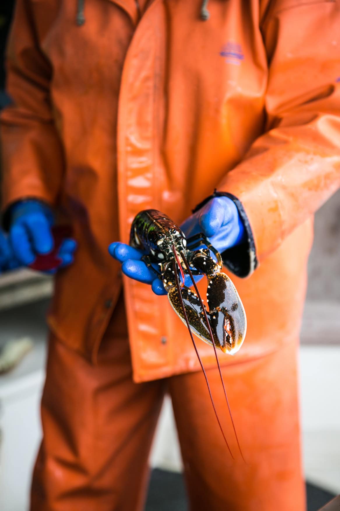 Fischer im orangen Ölzeug hält frisch gefangenen Hummer aus Bohuslän