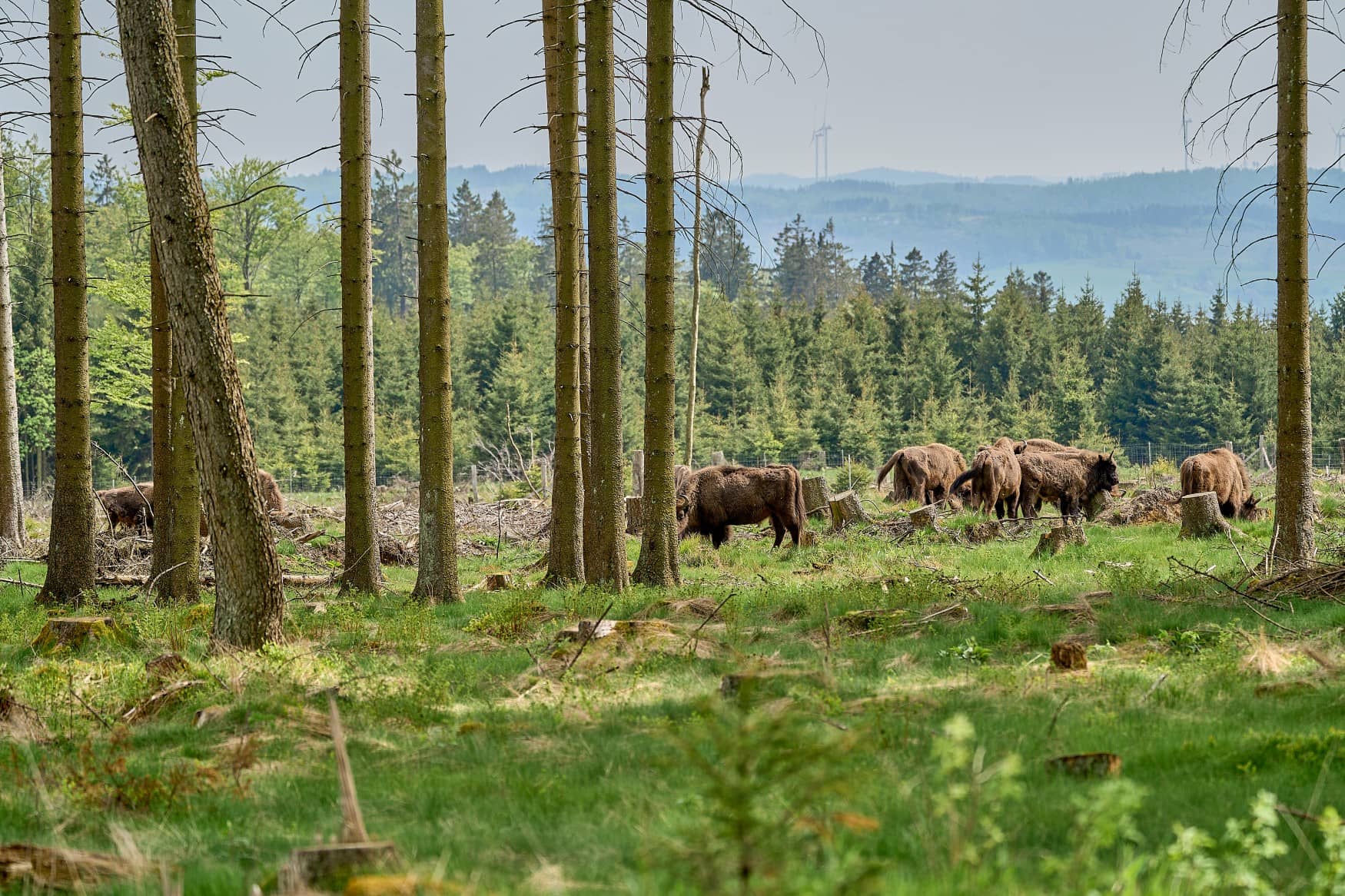 Eine kleine Herde europäischer Wisente auf einer Lichtung in einem Nadelwald.