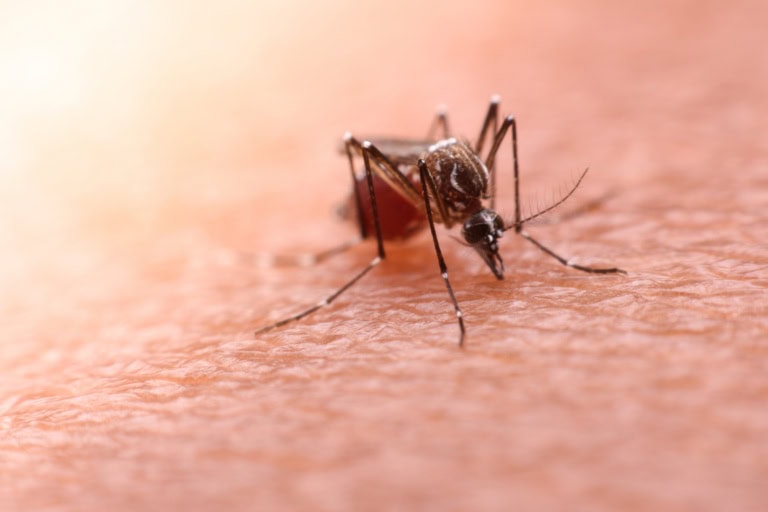 Zwei Tote am Frankfurter Flughafen: Was du über Airport-Malaria wissen musst