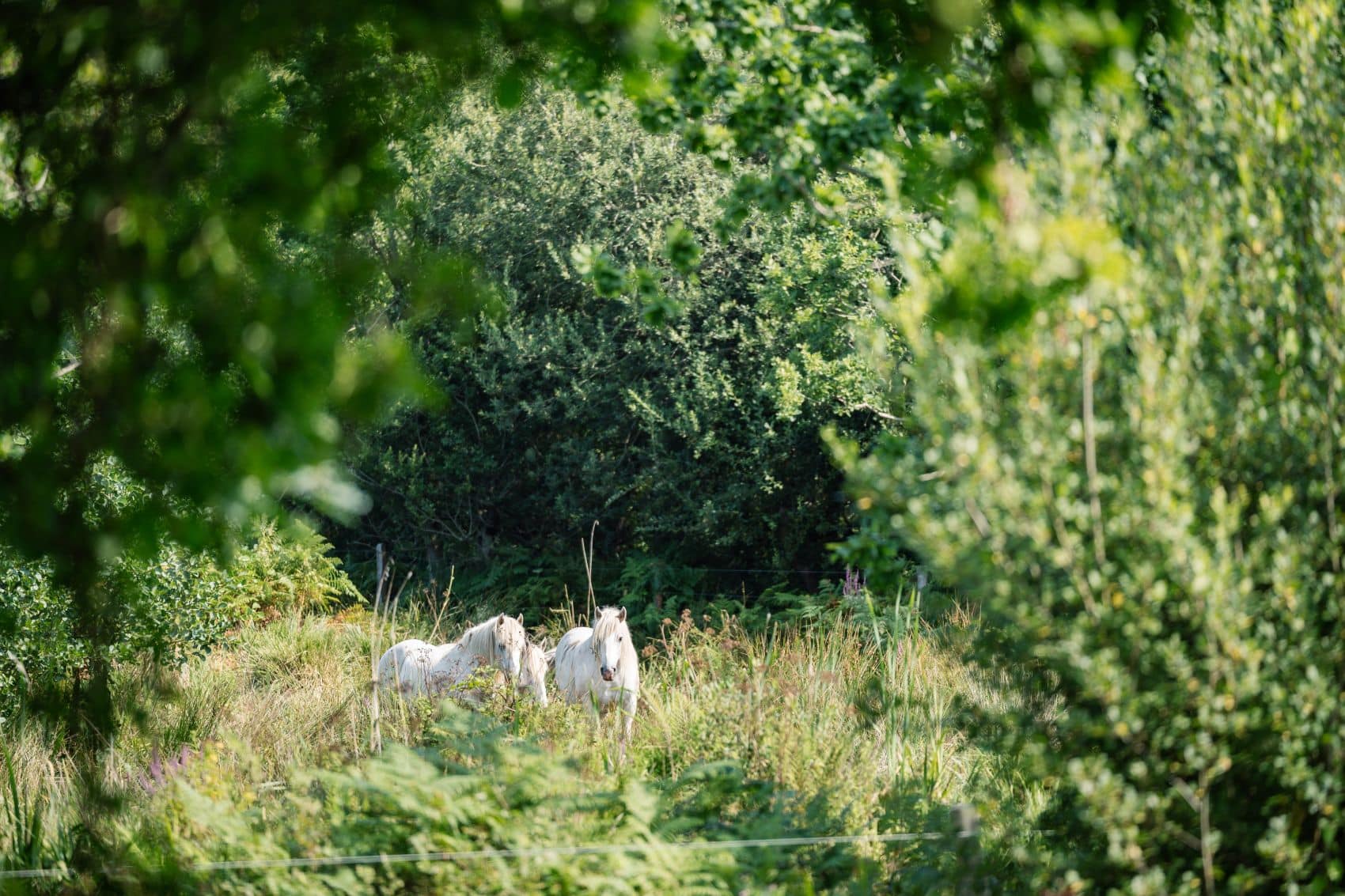 Camargue-Pferde im Marais du Quellen bei Trébeurden in der Bretagne